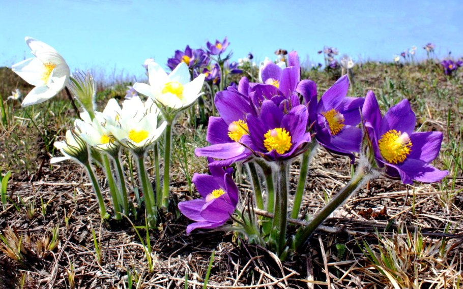 Растения которыемнуждаюится в охране