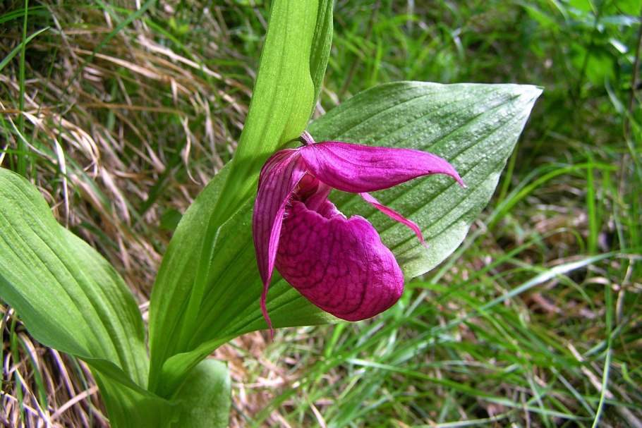 Прострел (Pulsatilla)