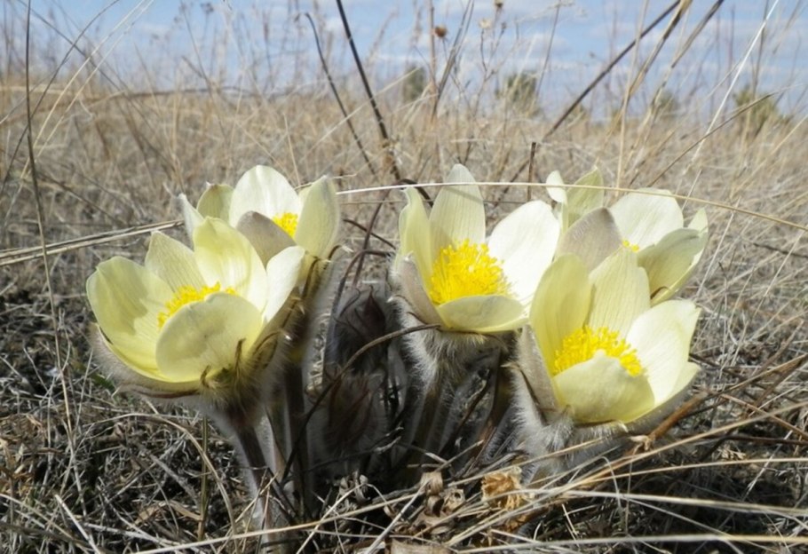Прострел желтеющий (Сибирский Подснежник)