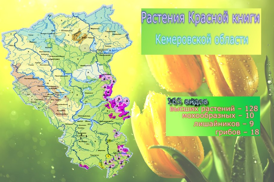 Растения кузбасса кемеровской области