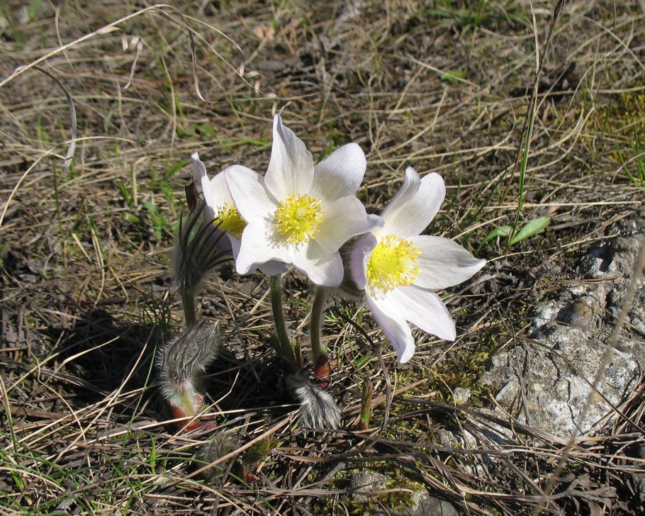 Первоцветы подснежники Уральский