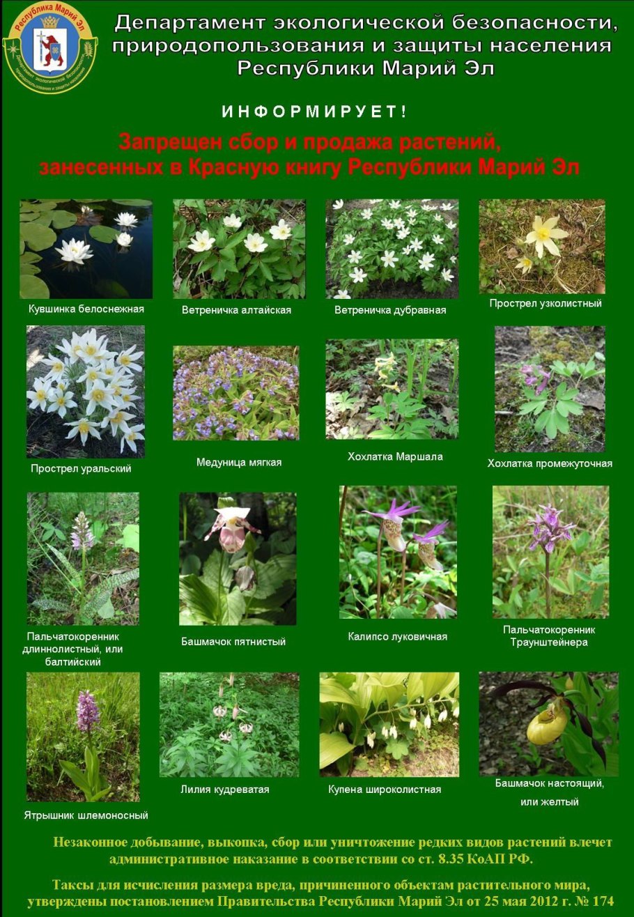 Дремлик темно-красный красная книга