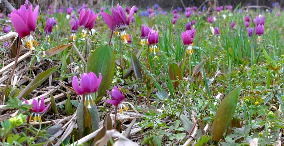 Пион тонколистный Крымский