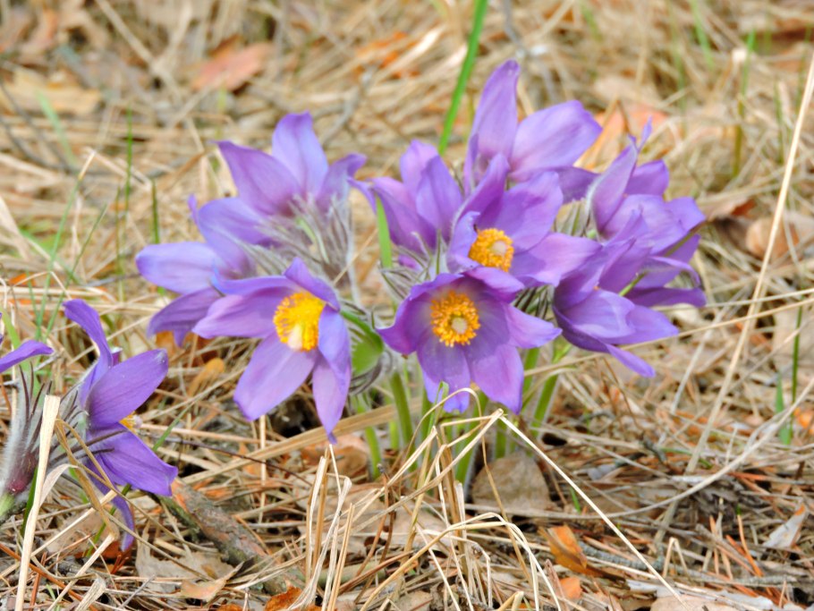 Прострел Луговой