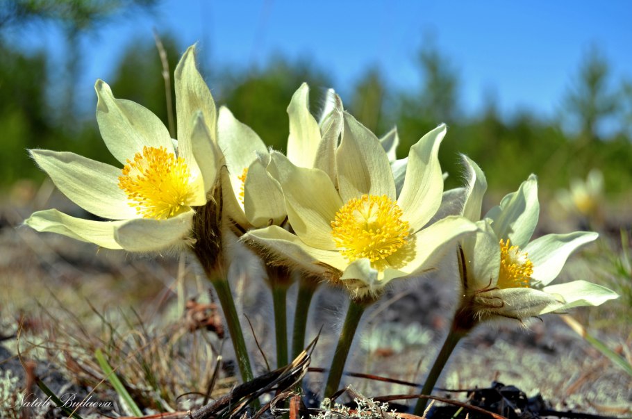 Байчечекей гулу