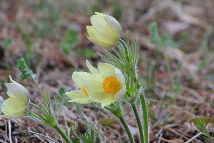 Прострел раскрытый