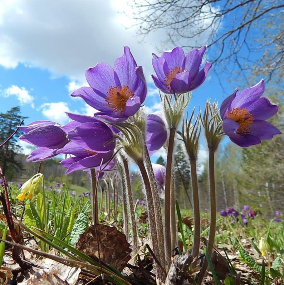 Прострел Уральский желтеющий