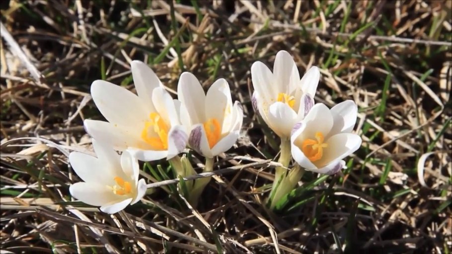 Краснокнижные растения Хакасии