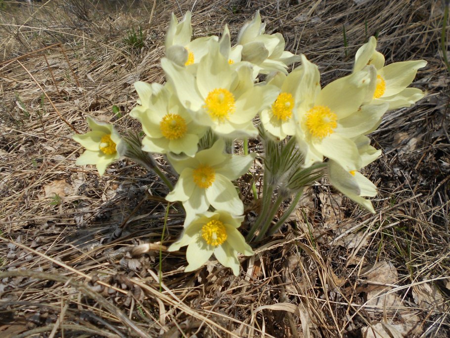 Подснежник сибирский прострел