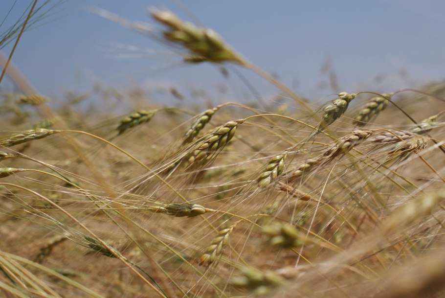 Эммер полба