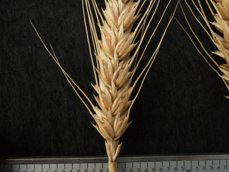 Полба двузернянка