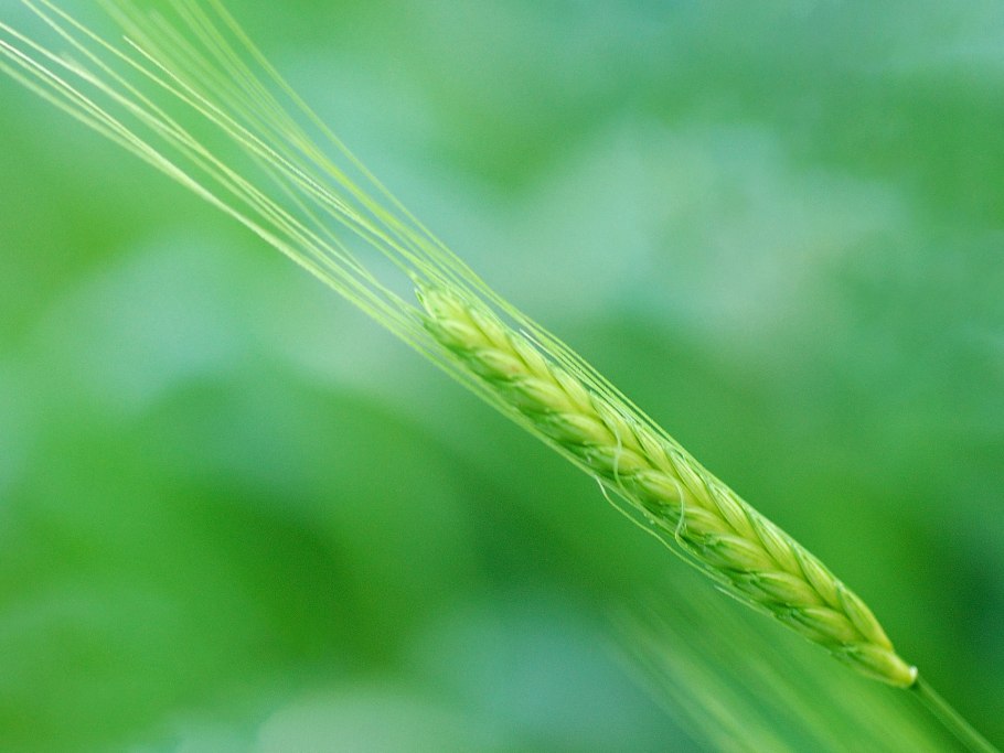 Эммер полба