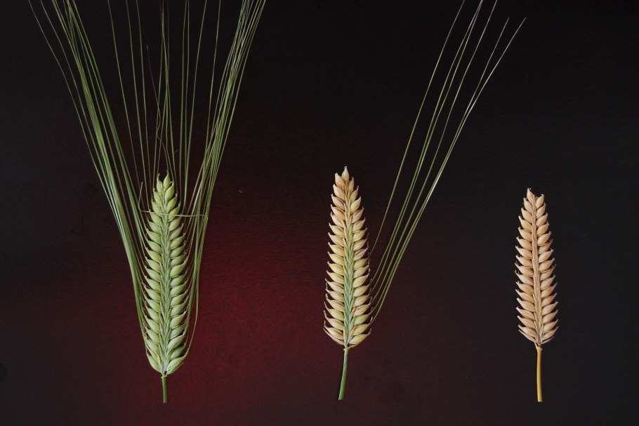 Яровая пшеница сорт Эстер