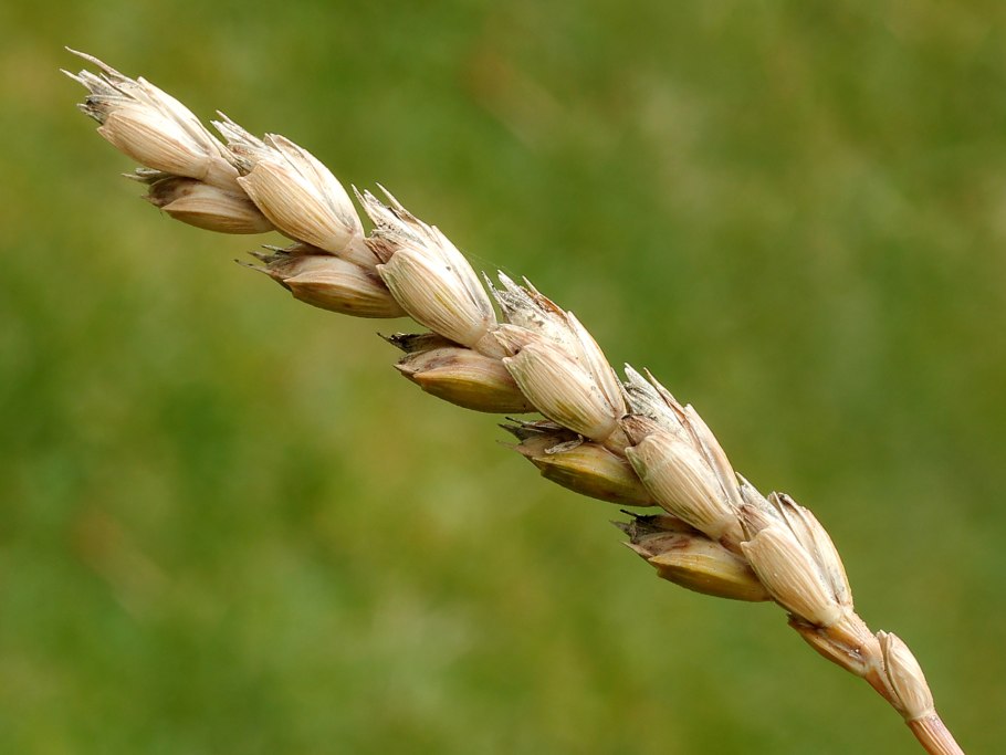 Полба однозернянка