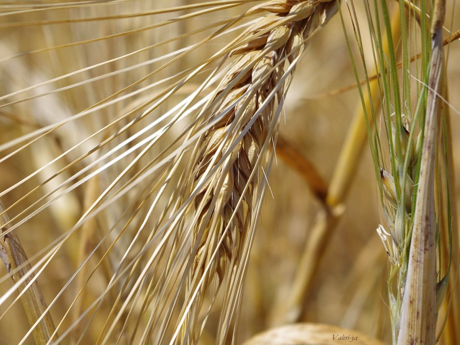 Полоникум пшеница