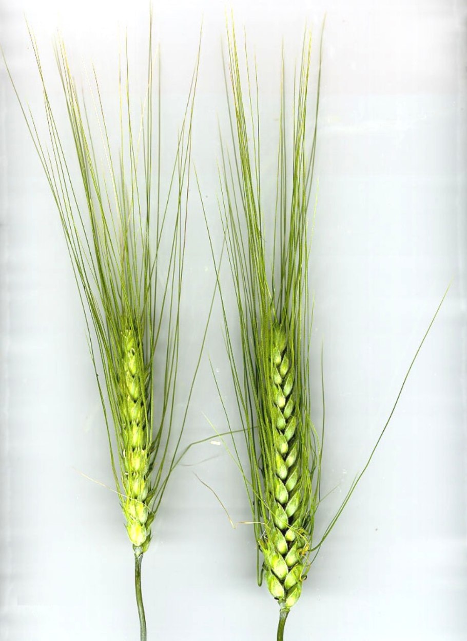 Строение пшеницы ржи ячменя