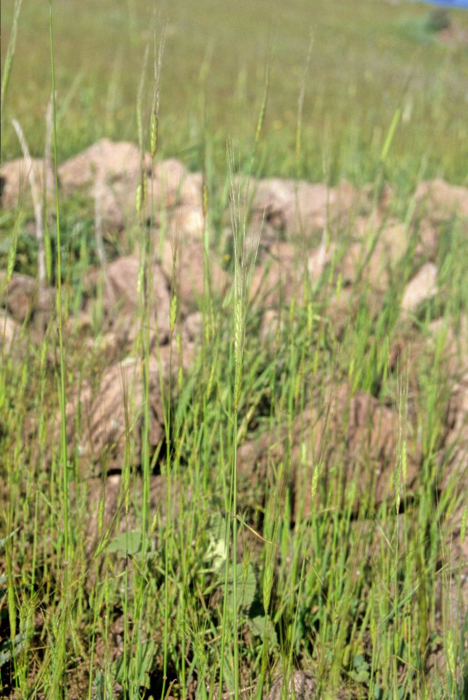 Пшеница однозернянка