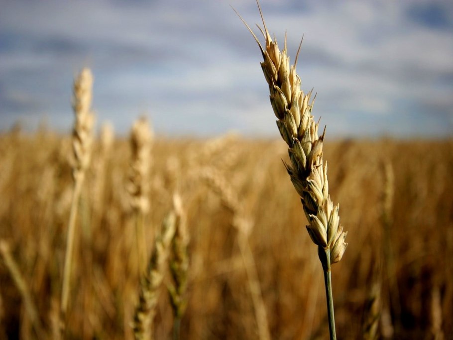 Эммер полба