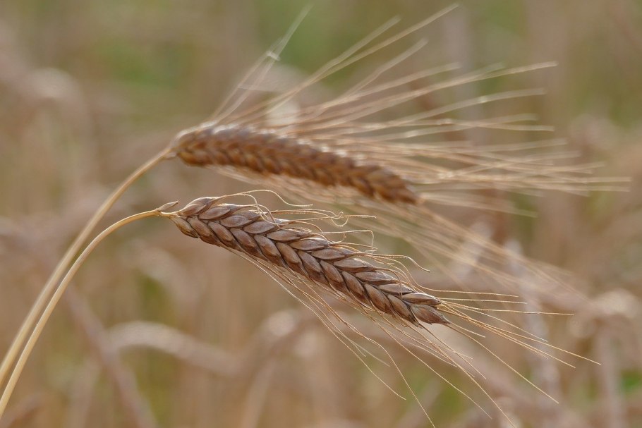 Колос пирамидальный ячмень