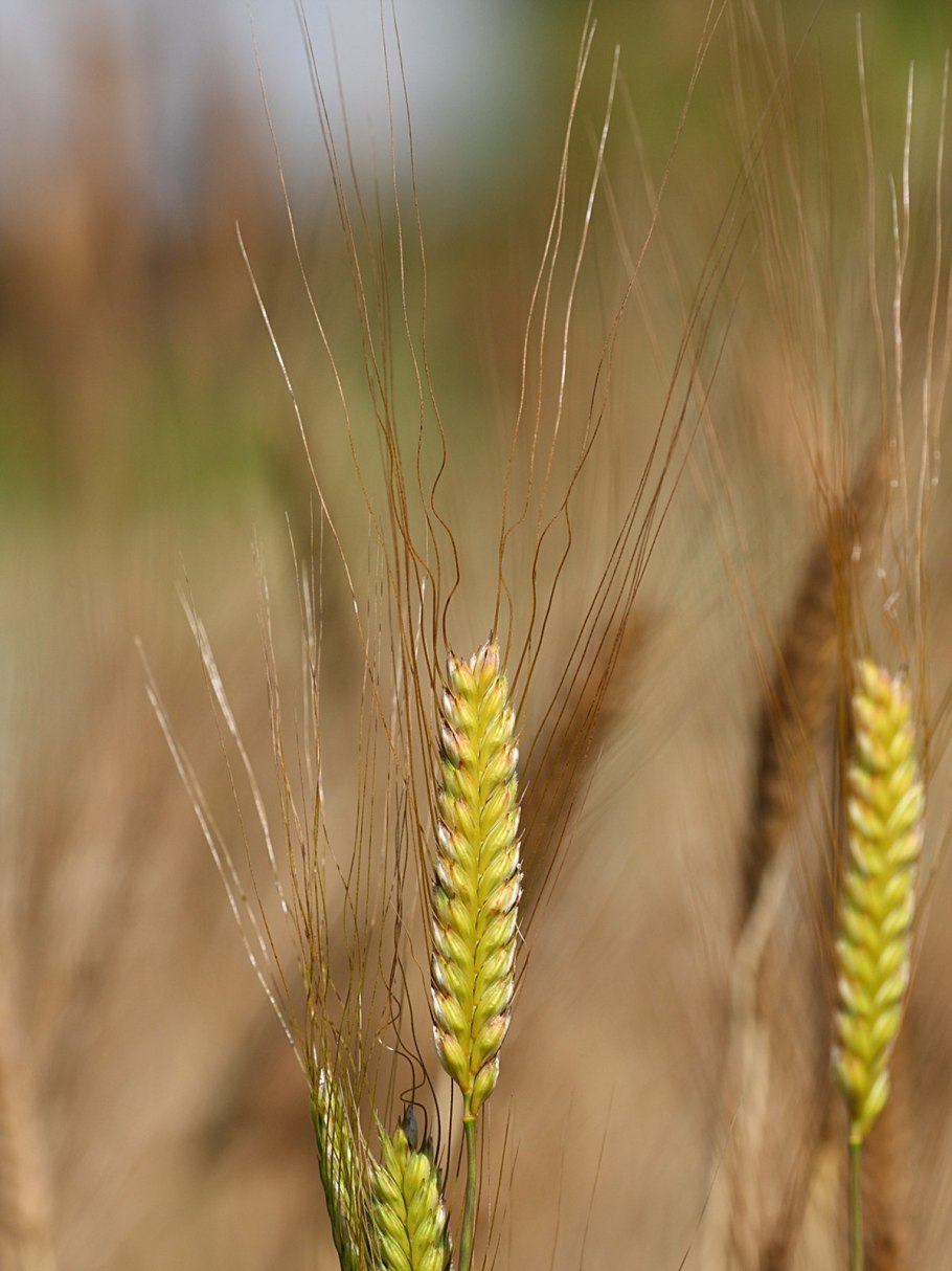 Triticum timopheevii