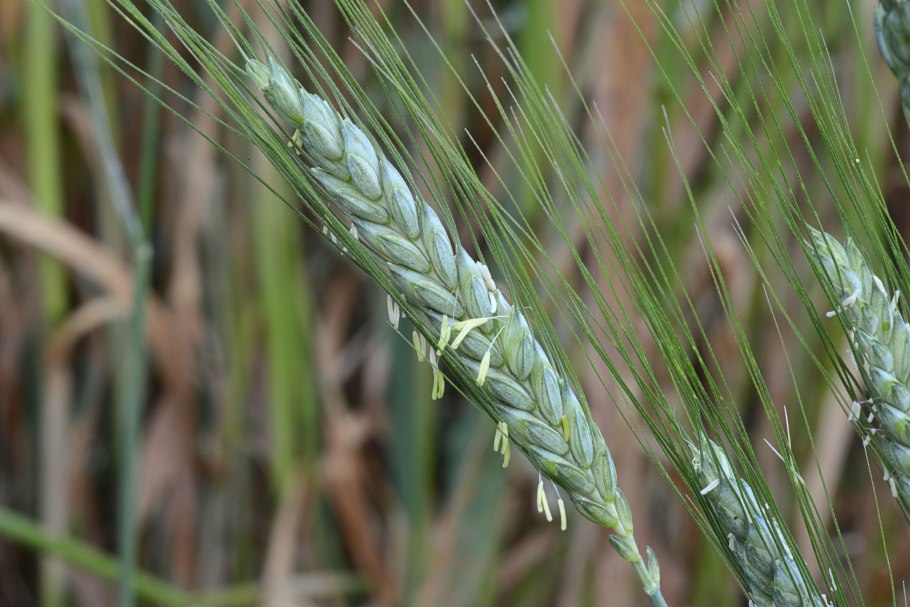 Triticum kiharae