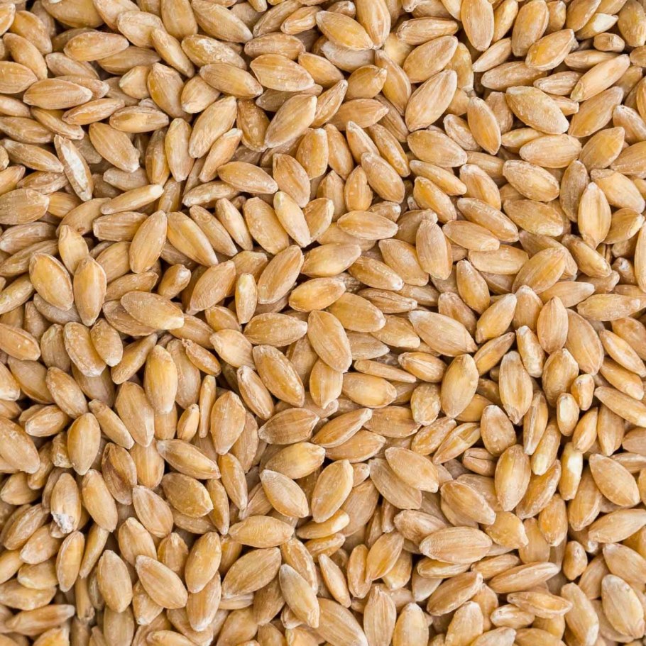 Triticum monococcum