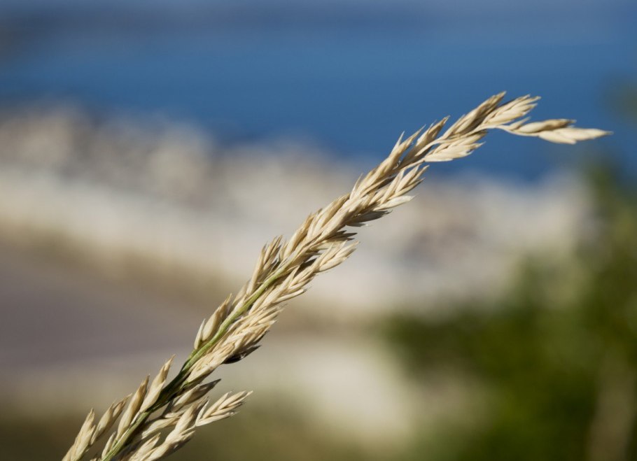 Полба однозернянка