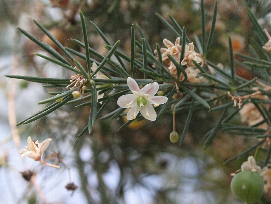 Кладодии спаржи