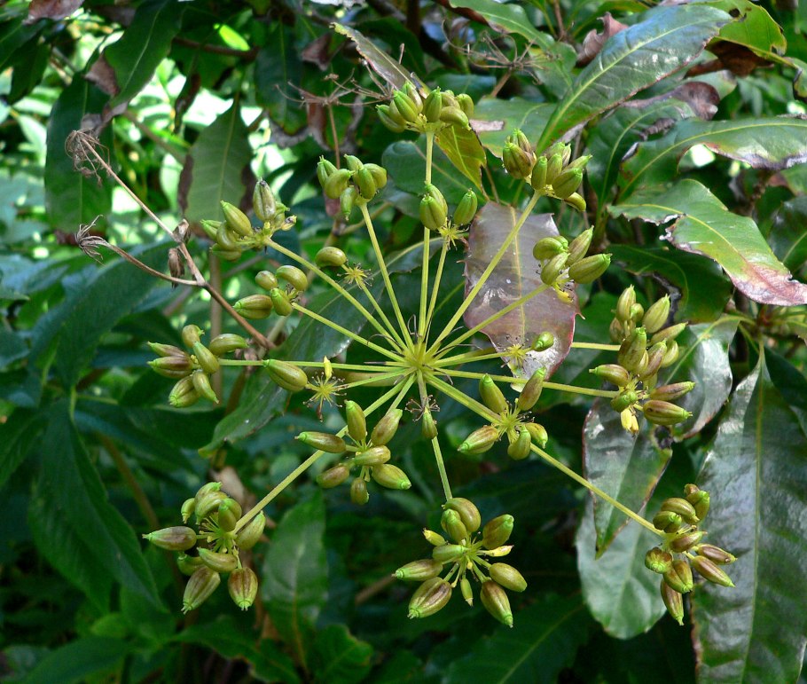 Meliosma veitchiorum