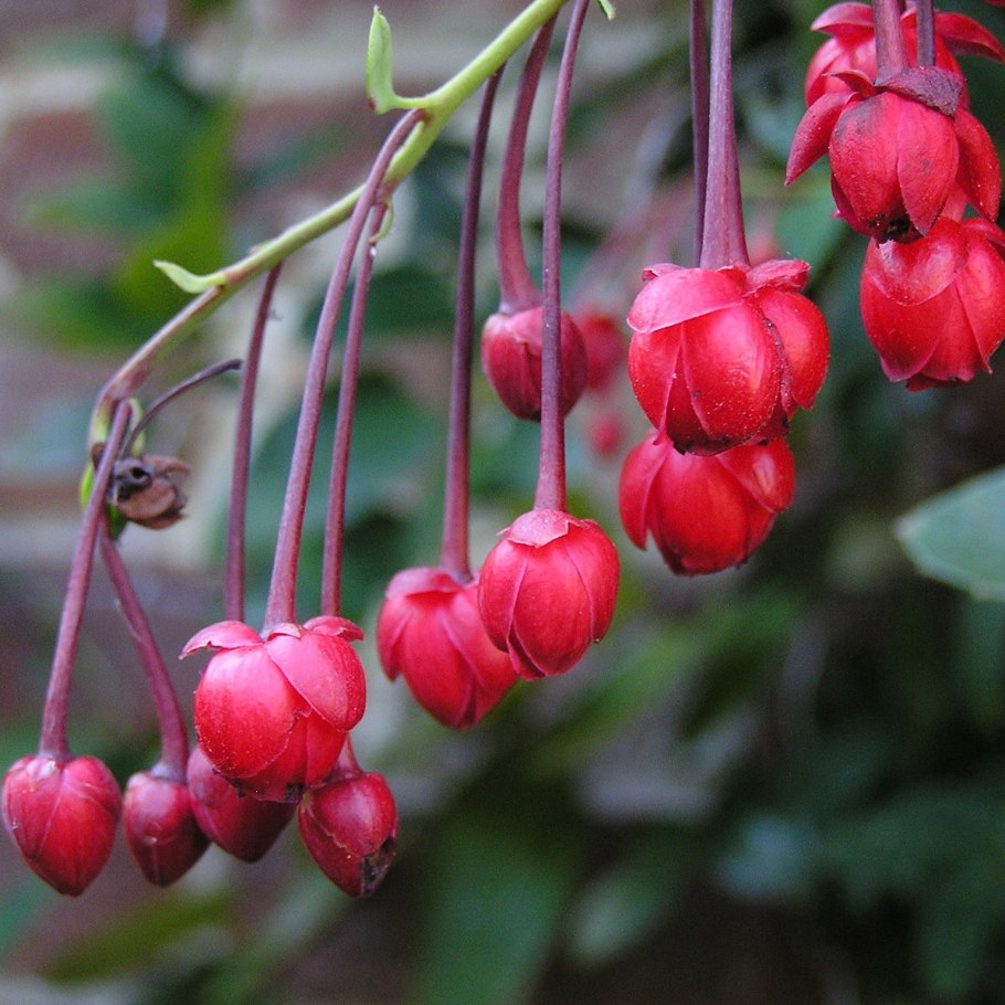 Berberidopsis Beckleri