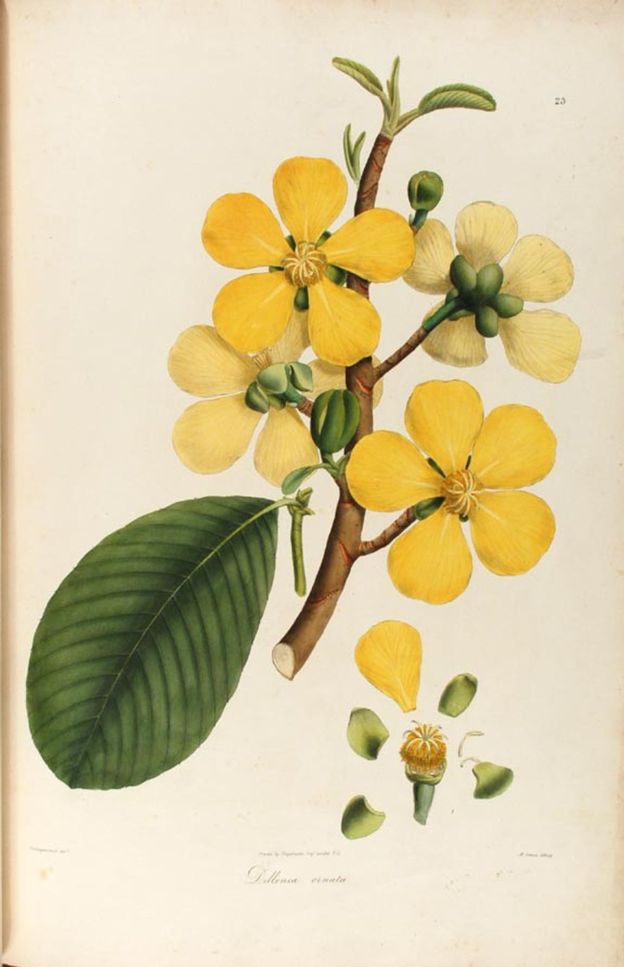 Рисунок Дилления кустарниковидная