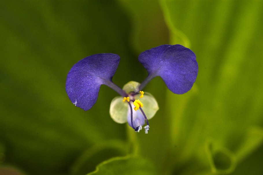 Commelina Coelestis