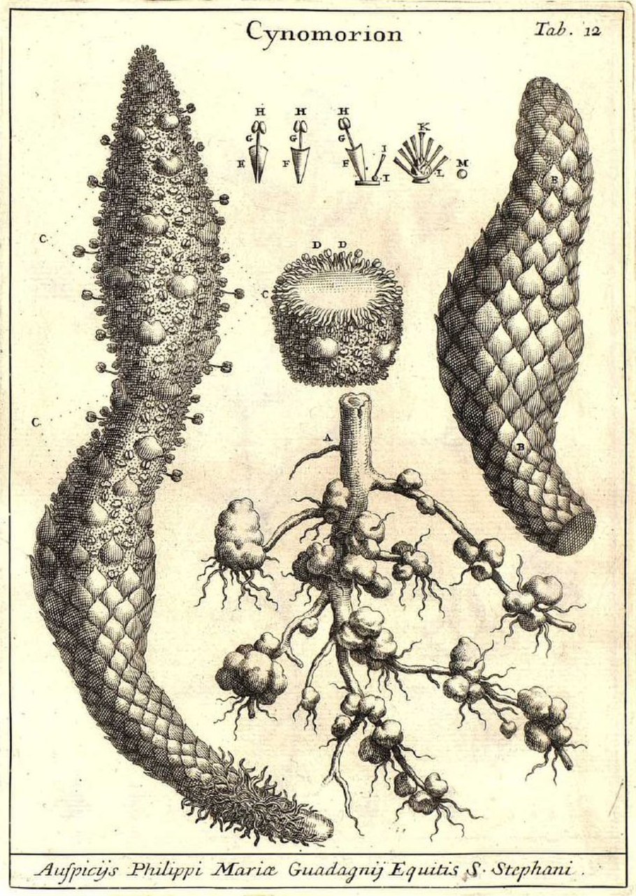 Строение коронавируса Covid-19