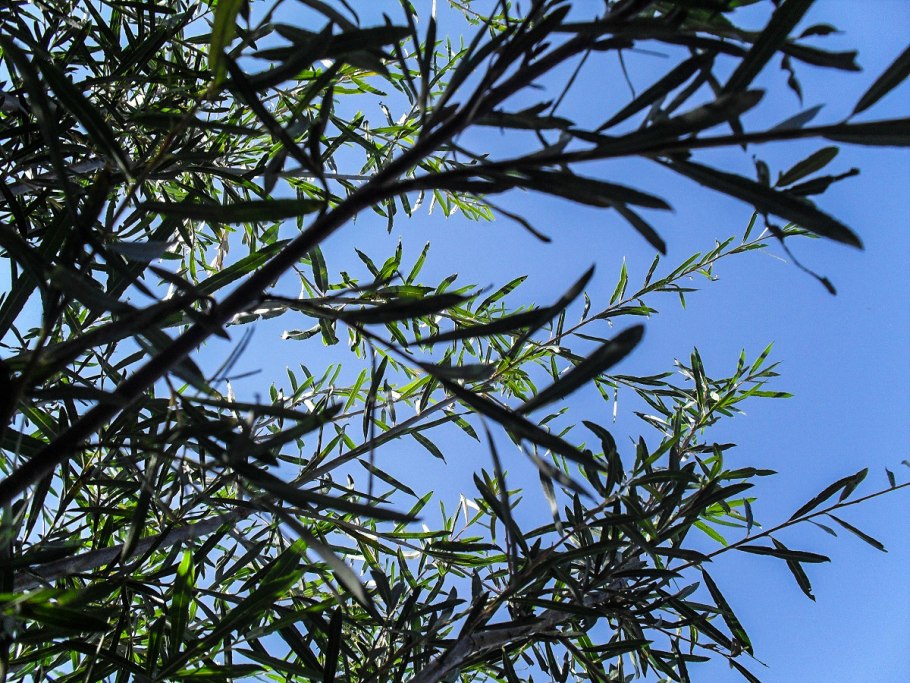 Salix triandra (Grisette)