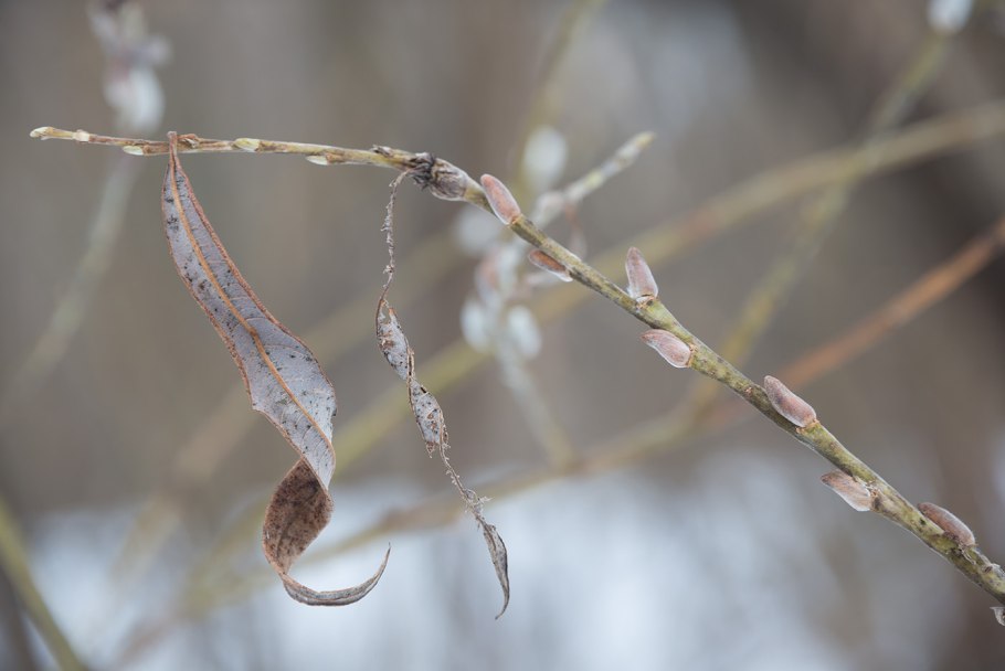 Ива Матсудана