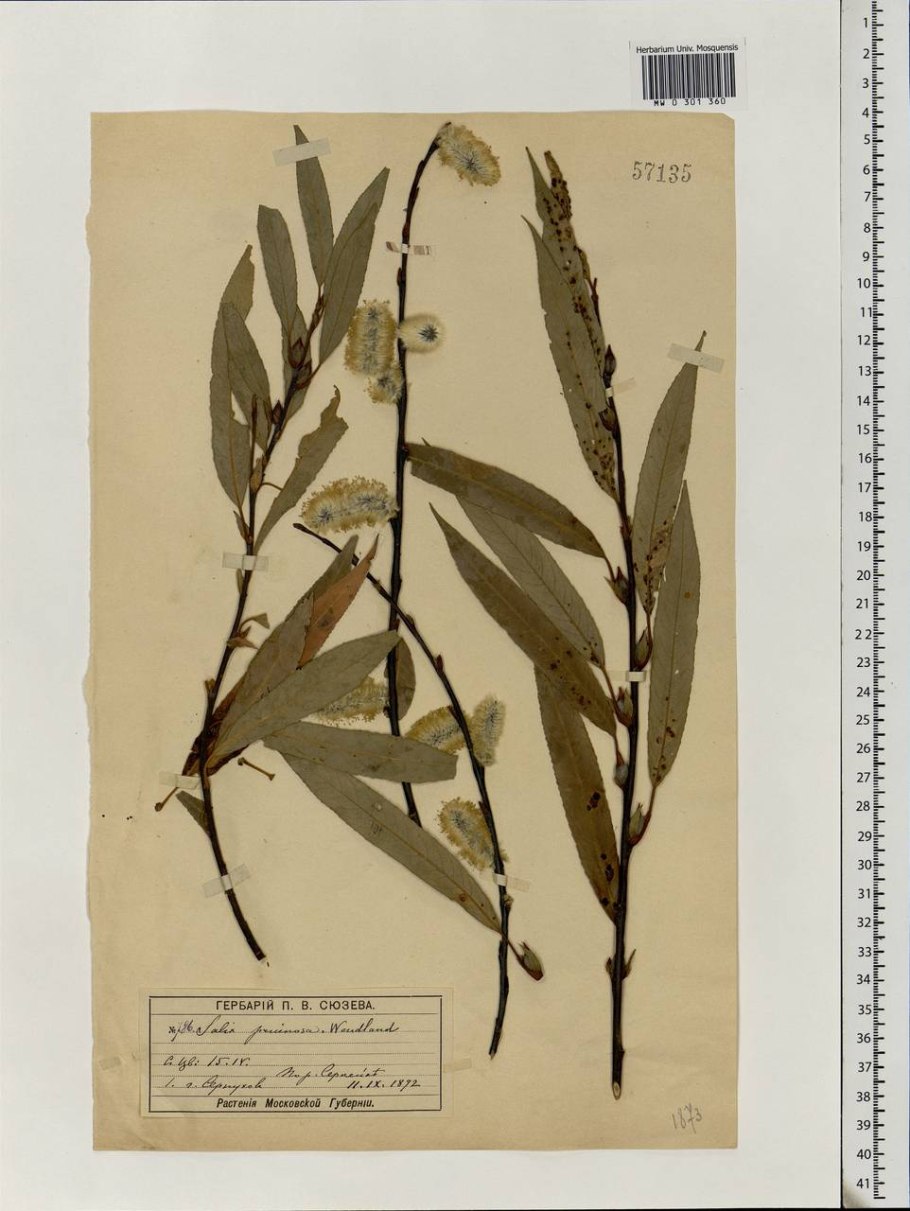 Кассия остролистная гербарий
