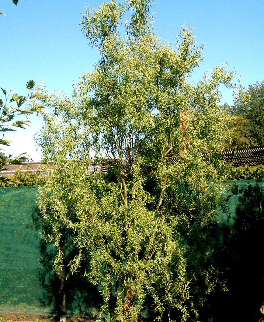 Ива пурпурная pendula