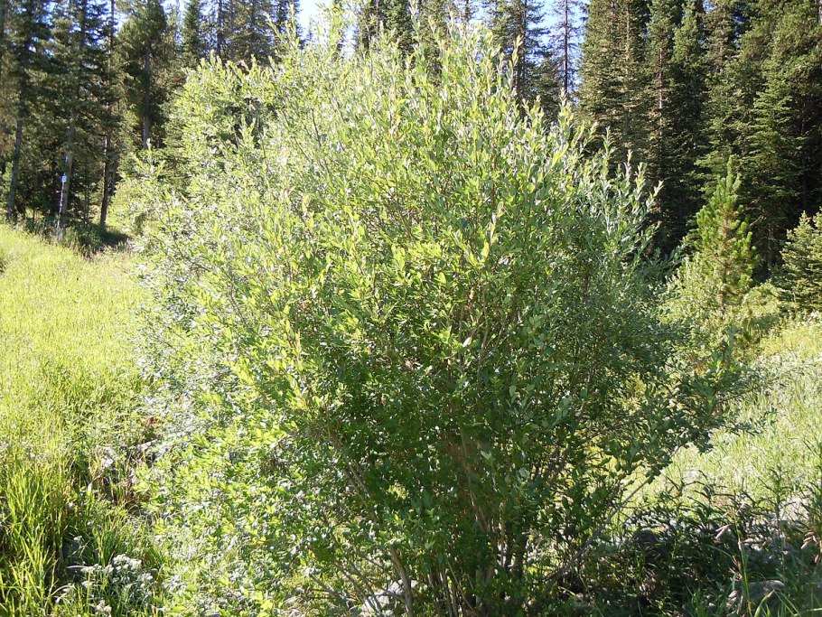 Ива Salix Integra Hakuro-Nishiki