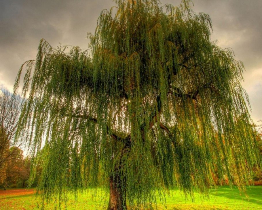 Ива остролистная дерево