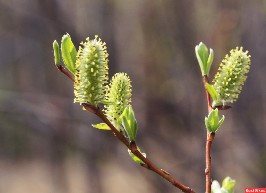 Ива копьевидная