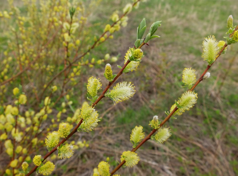 Salix rorida