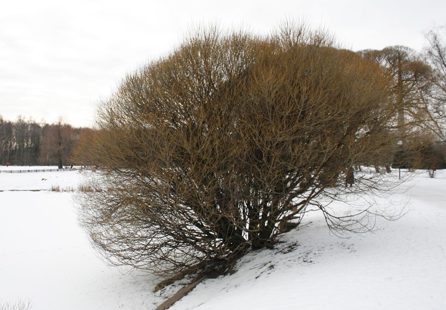 Ива иглолистная