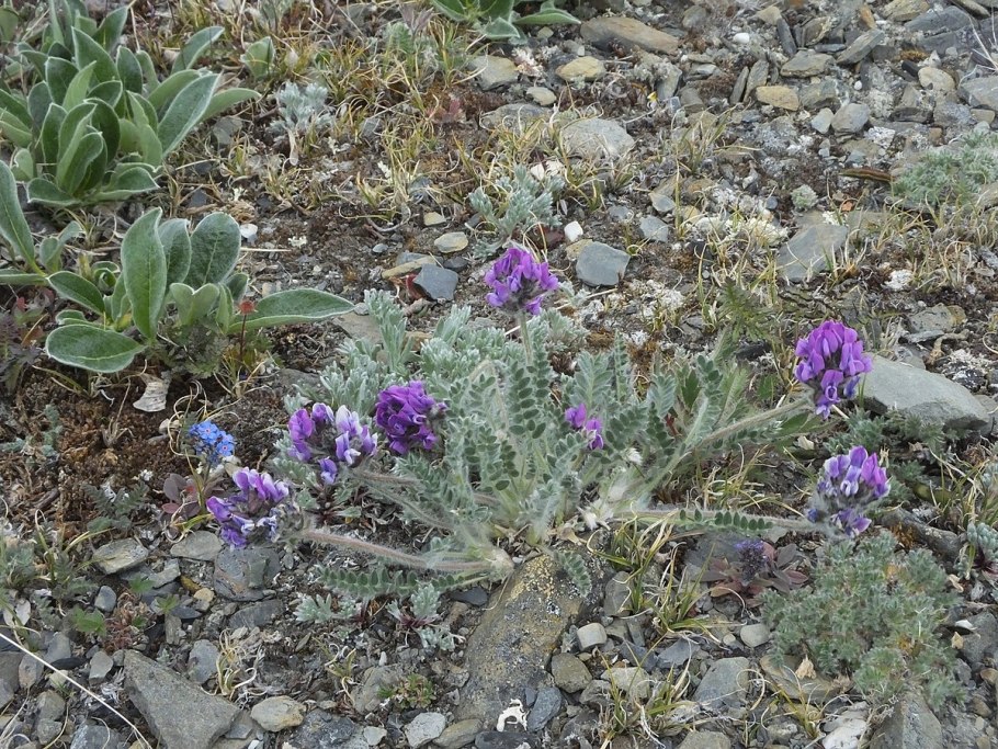 Остролодочник маньчжурский