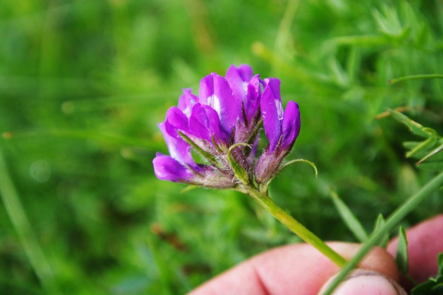 Остролодочник Кузнецова