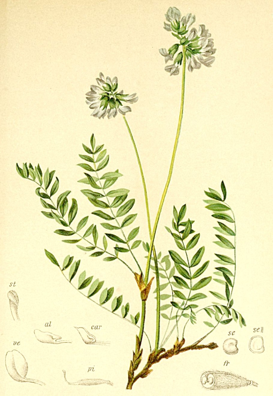 Astragalus beatleyae