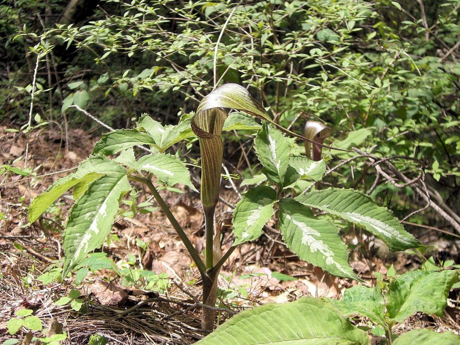 Аризема трехлистная triphyllum