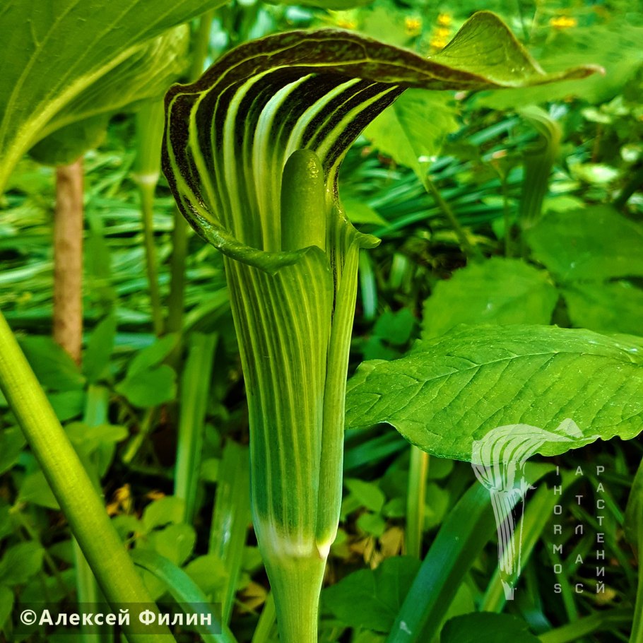 Аризема трехлистная Arisaema triphyllum