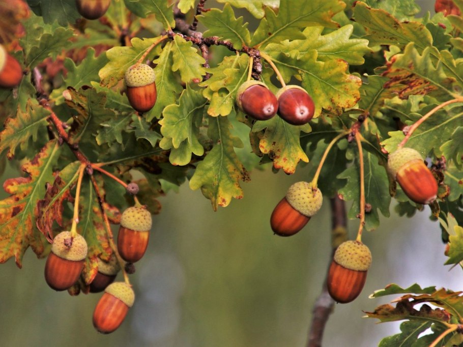 Лимонное дерево хурма дерево