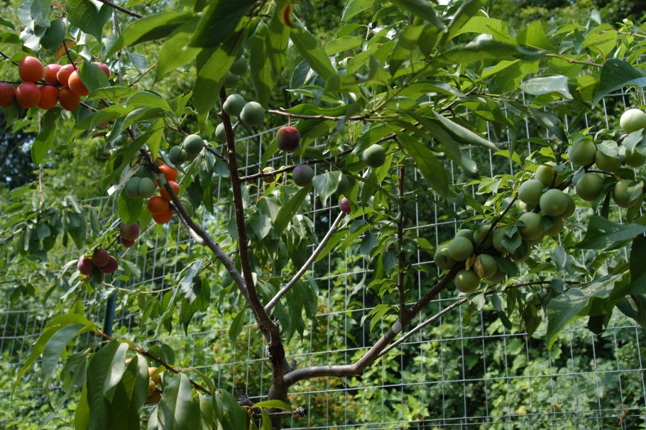 Фиговое дерево сикомор