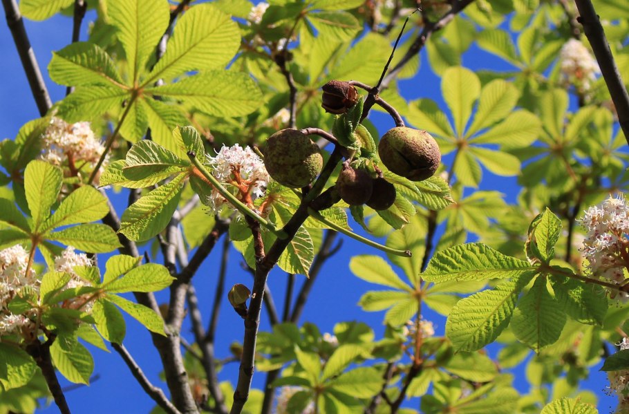Каштаны Италия дерево